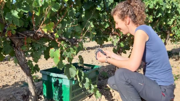 Celler Bergonyó i Durall en Vilafranca Del Penedes